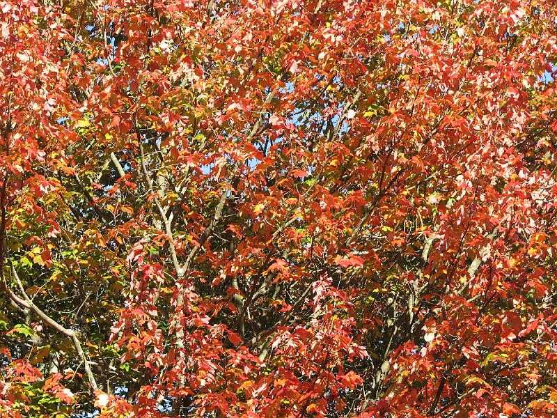 2008-10-11_Tiverton_Trustom 056.jpg